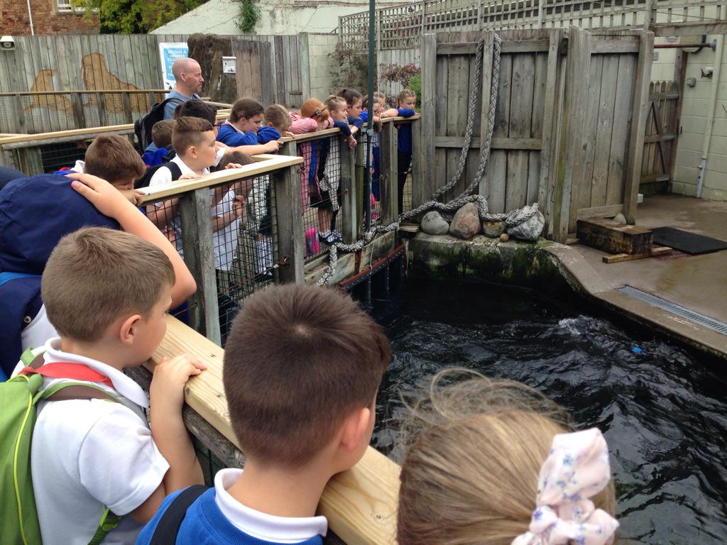 Brynhyfryd Juniors tweet media