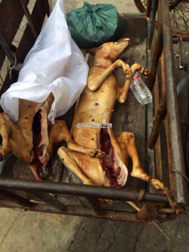 GoLLLion's tweet photo. #EndYulinFestival FINISH THIS TRAUMA😡😖 http://t.co/mEnd5Endhw keep on fighting for them 'til it stops ✋ http://t.co/CWXKI35CO9
