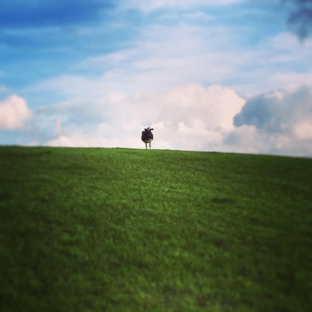 Riordanger's tweet image. Lonely lady on the horizon #MaisyNoMates @farmersjournal @FarmQuotes @IFJ_picturedesk @IFJDealer @farmersjournal