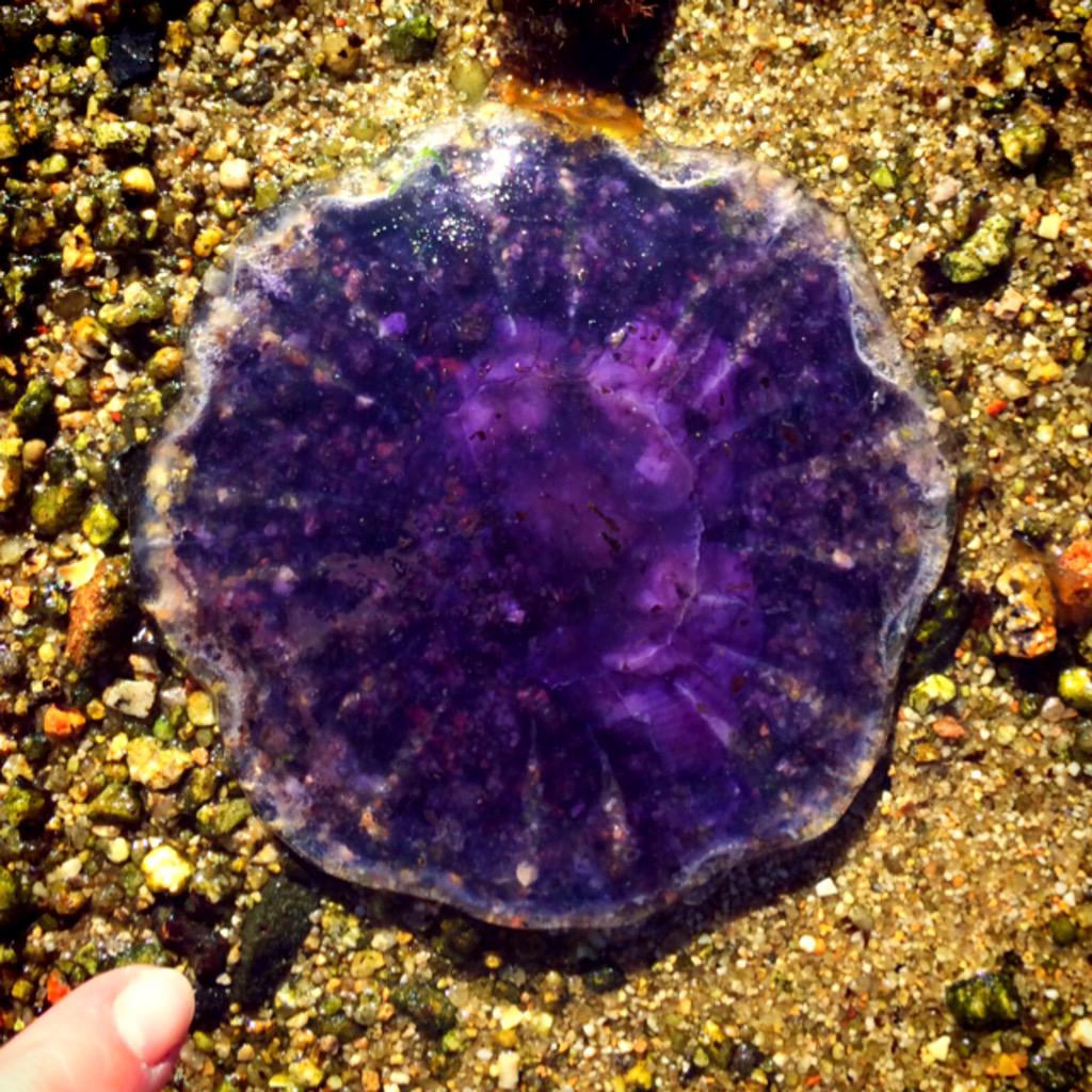 Lisa_Walton's tweet photo. Lots of #commonblue #jellyfish at Old Town Bay this evening on #Scilly #IOSHour must be warm. http://t.co/kUjhNUwWLh