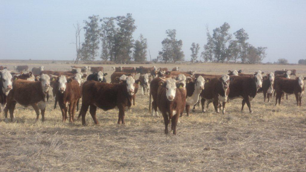 Intercarnes's tweet photo. En #LaPampa ofrecemos un lote de 100 vaquillonas preñadas Braford, consultanos si te interesa al (0223) 451-6562. http://t.co/mwbUNxtpI8