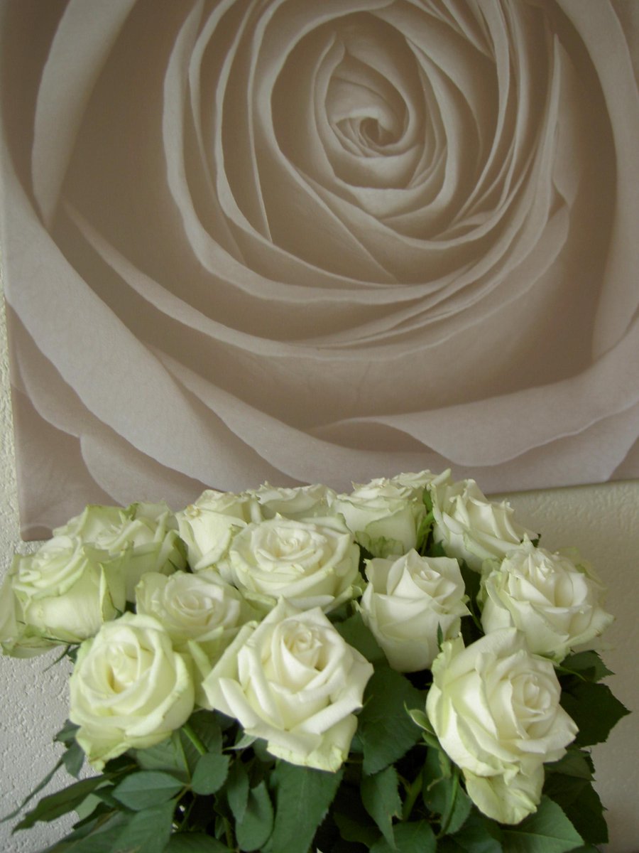 Nu al twee weken op de vaas. #roos Magadi van <a href="/rosa_plaza/">Rosa Plaza/AQ Roses</a> super kwaliteit en verkrijgbaar op de #bloemistenklok