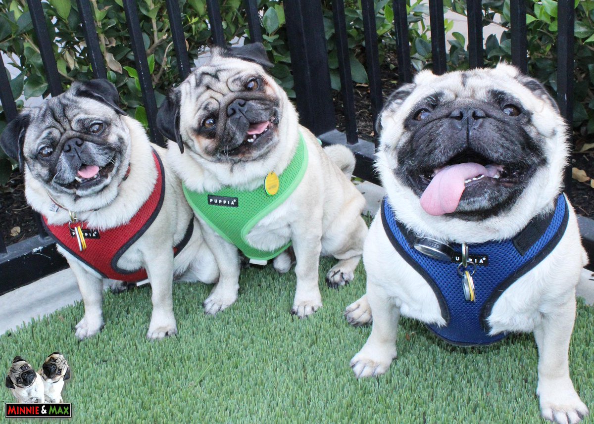 Happy 5th Birthday to our buddy @QuatchiPug! 
#TongueOutEveryDay #pug
