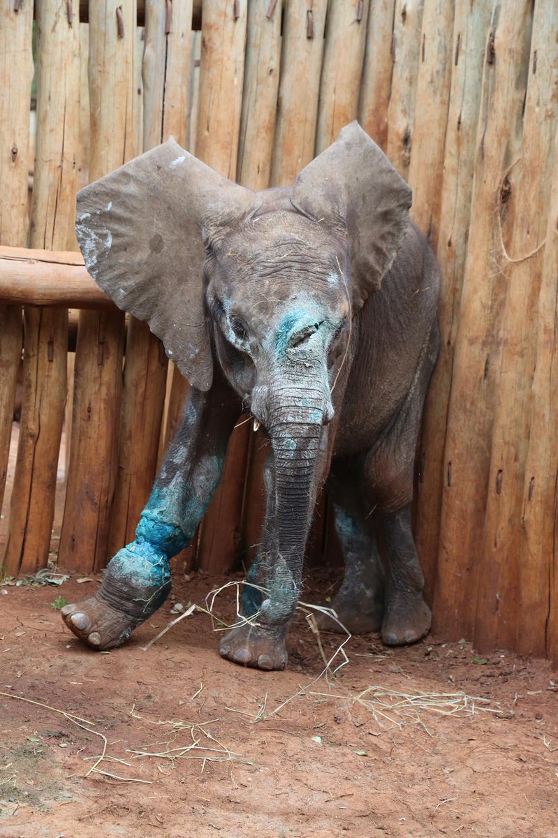 SheldrickTrust's tweet photo. NEW RESCUE: With shocking wounds, poaching victim Simotua is now safe: http://t.co/3hkO43iTIZ http://t.co/9ARq0wUZG0