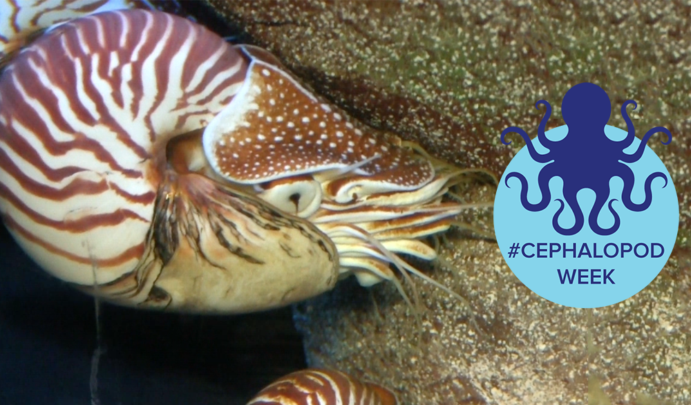 scifri's tweet photo. Today at 2pm ET: We're wrapping up #CephalopodWeek! http://t.co/5NPSLSjkG6 http://t.co/oPszQOHnwd