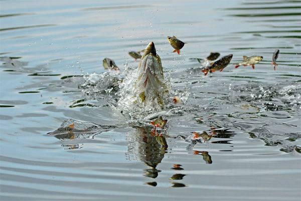 Щука в половодье. Рыбка плещется. Рыбки плещутся в воде. Утка ест рыбу. Рыбка плещется в пруду.