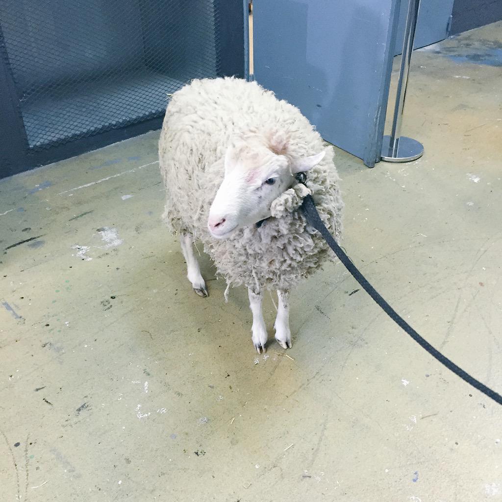 Le Before tweet media