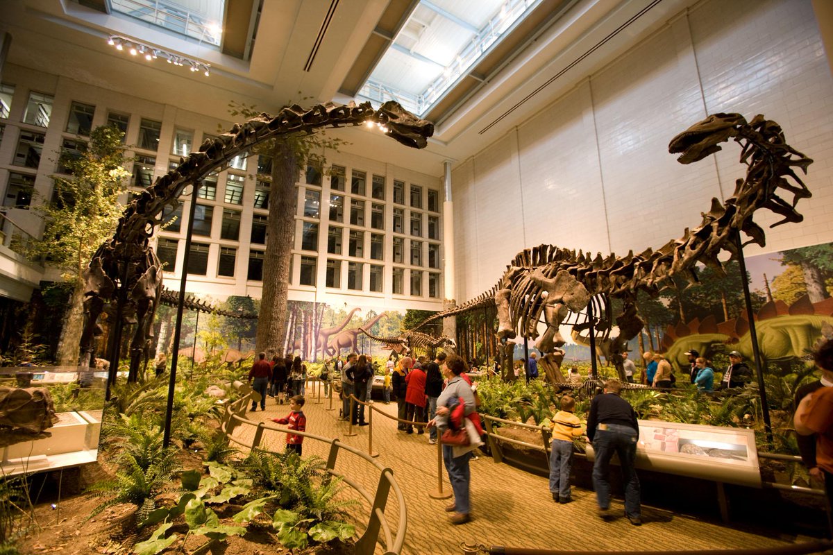CarnegieMembers's tweet photo. Diplodocus carnegii (@Dippy_the_Dino) and Apatosaurus louisae at @CarnegieMNH #FossilFriday http://t.co/ZzzAliQZoY