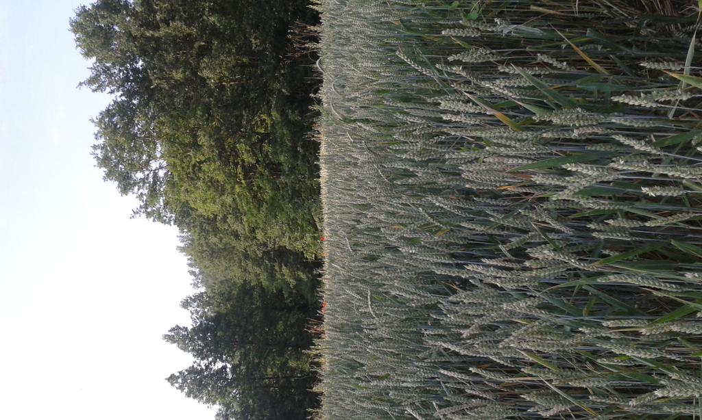 ancutolo63's tweet photo. Pomeriggio d'estate#immoto#col sole a picco#campi intrisi di colore#bruciano sangue nella pelle# dentro la mia Terra# http://t.co/rrtz99DXAQ