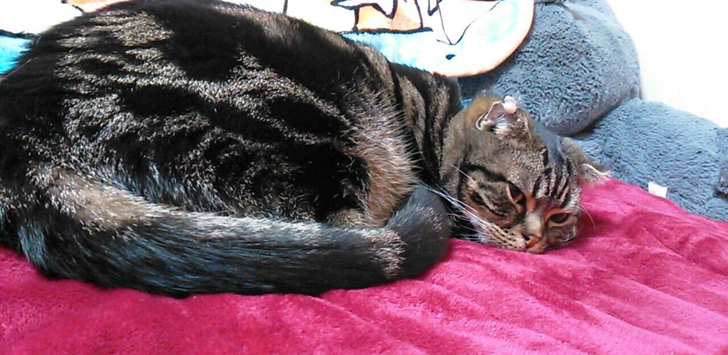 ralkh116's tweet photo. #拡散希望
■ #迷子 #猫 探しておられます📣■
🐱♂去勢済
黒×グレー×薄茶･縞模様/手足短め
📛黒首輪/紺色小ネクタイ付

📍飼主様@nekosagashite

🔴 #目撃情報求

#迷い猫
#神奈川県 #横浜市栄区  http://t.co/pDjA6RvODw