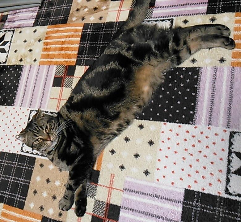 ralkh116's tweet photo. #拡散希望
■ #迷子 #猫 探しておられます📣■
🐱♂去勢済
黒×グレー×薄茶･縞模様/手足短め
📛黒首輪/紺色小ネクタイ付

📍飼主様@nekosagashite

🔴 #目撃情報求

#迷い猫
#神奈川県 #横浜市栄区  http://t.co/pDjA6RvODw