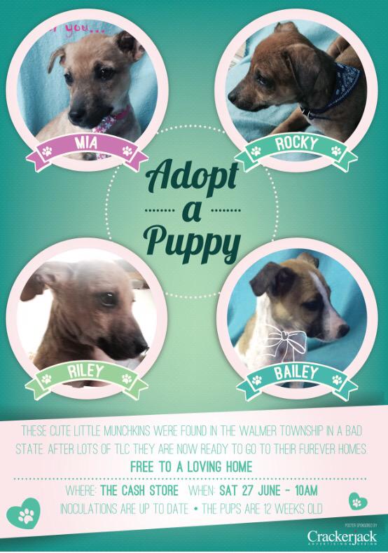 BronwinMeyer's tweet photo. Come meet my little rescues tomorrow ❤️🐾 http://t.co/NtCkGaJKrg