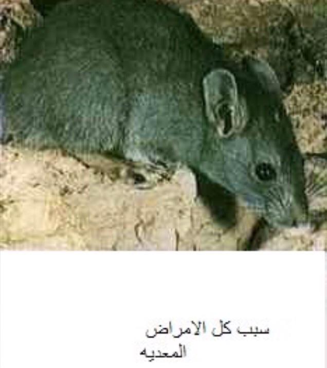 awlad_fuada's tweet photo. إحذروها إنها الفئران ❌❌❌ http://t.co/zecd816CCw