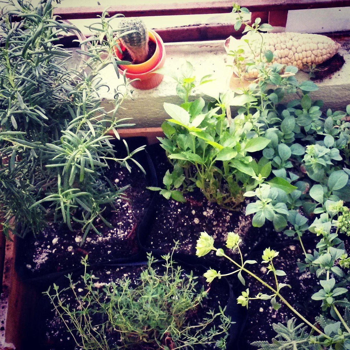 revistacacao's tweet photo. #BuenViernes Día de plantar y sonreirle a la vida #HuertoUrbano #Armonia #vida #RevistaCacao http://t.co/RVKKSUbh8R