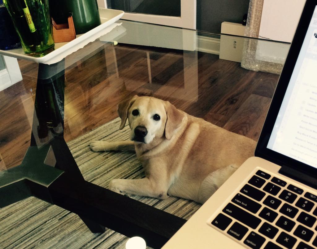 SaraBatesDesign's tweet photo. It's Take Your Dog to Work Day! #mayapups #shelovesinteriordesigntoo http://t.co/QWTxXYWA26
