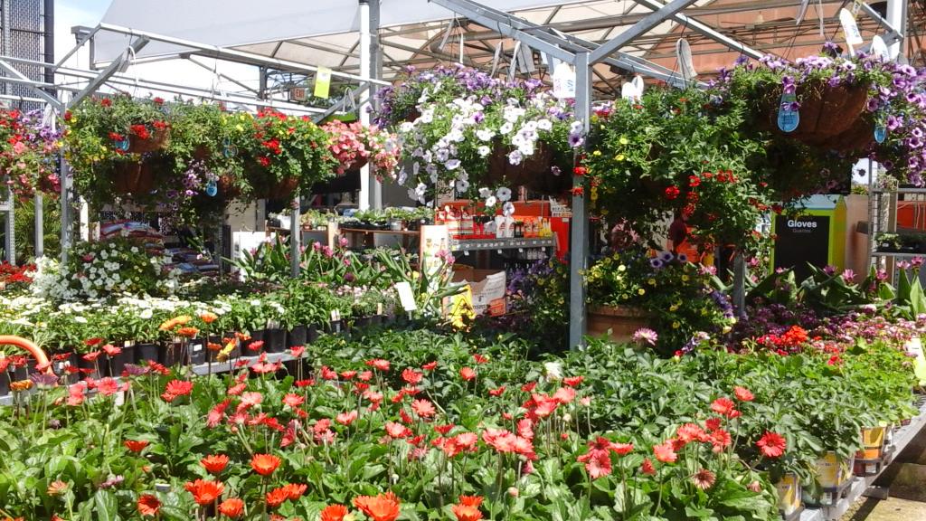 meas0880's tweet photo. Spring colors  in 880's outside garden http://t.co/Z7ote7rKj4