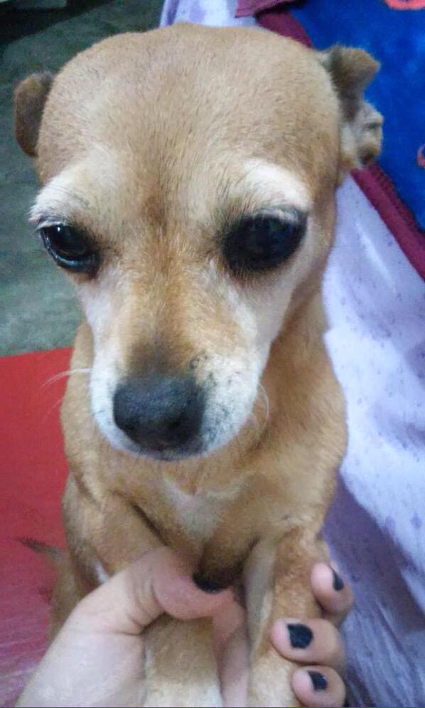 sarisanzs's tweet photo. @15a20 mi bebe . Su nombre es Doris 🐶 http://t.co/OBj18Og3jR