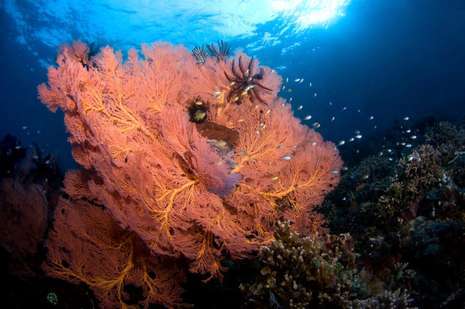 detikcom's tweet photo. 8 Lokasi Diving Cantik di Sulawesi (2) http://t.co/sVHaPwLN9F via @detiktravel http://t.co/ouGN8irZF1