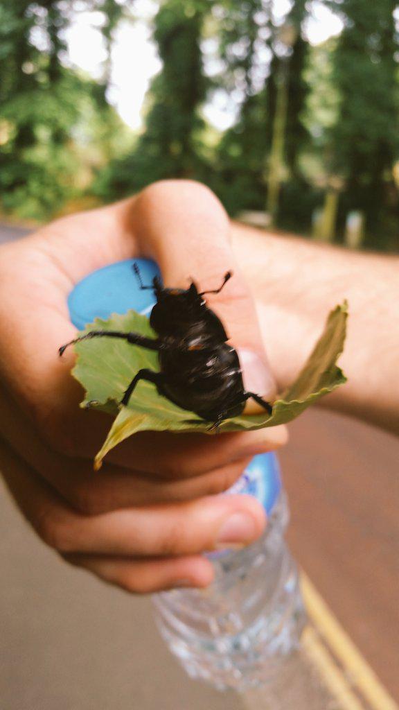 Found this beasty beatle on my travels! Think he's definitely #waitingforthedrop! #safe