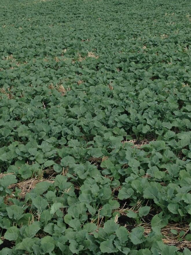 TracyHDavid's tweet photo. #Syngenta #SY4105 @CamCanola syngenta's new clubroot variety looking great by Lone Rock #plant15 http://t.co/4YCNCX0k4X