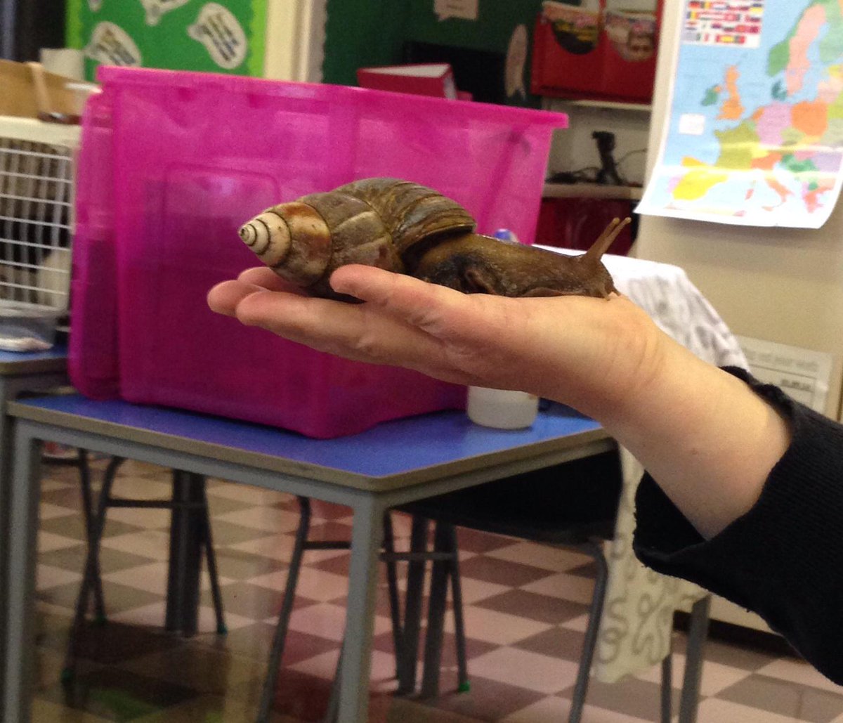 Bryn_Primary's tweet photo. Thank you @ZooLabUK we had a great morning! http://t.co/Yhp358toVx