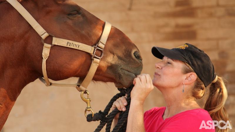 ASPCA's tweet photo. Please sign our #petition and help end horse slaughter once and for all! http://t.co/g0kIjaHQec #EndHorseSlaughter http://t.co/qguKoZXsjx