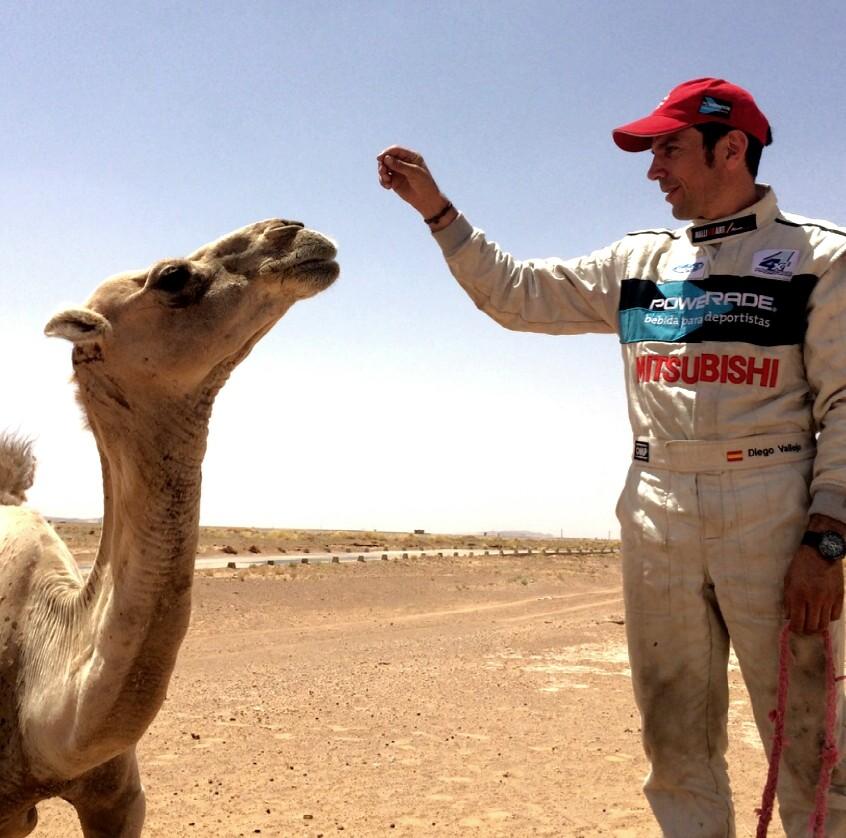 vallejoracing's tweet photo. Un lobo y un dromedario ... http://t.co/232mWXwRNm