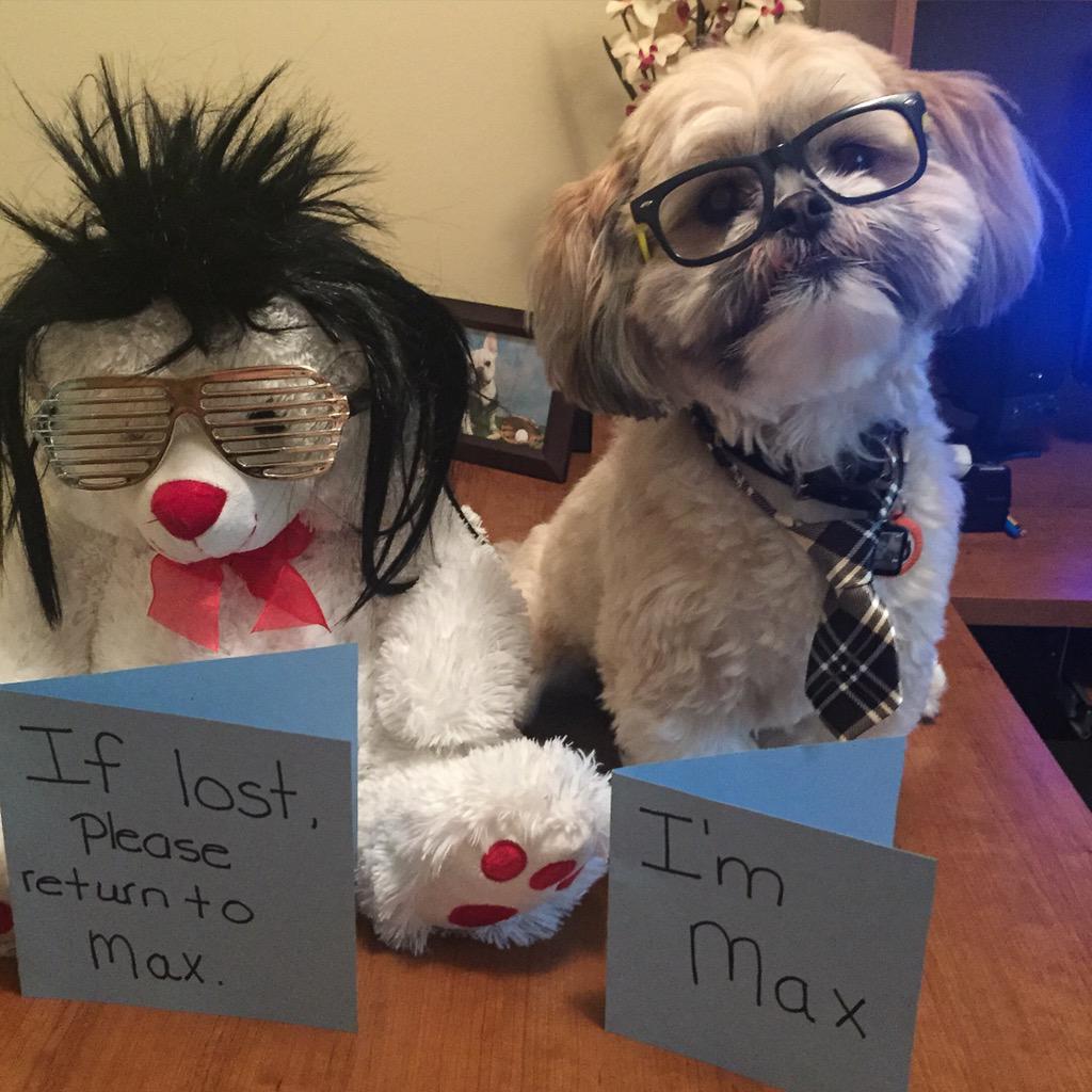 shihtzu_max's tweet photo. More pets get lost on the 4th of July than any other day I accept the @WhistleLabs #lost4dogs challenge !! http://t.co/omT4vactO2