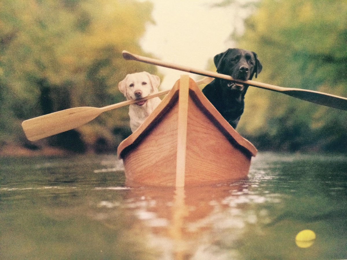 RobinsonRigger's tweet image. rowing with sula! can&apos;t wait for everyone to get back on the inlet!