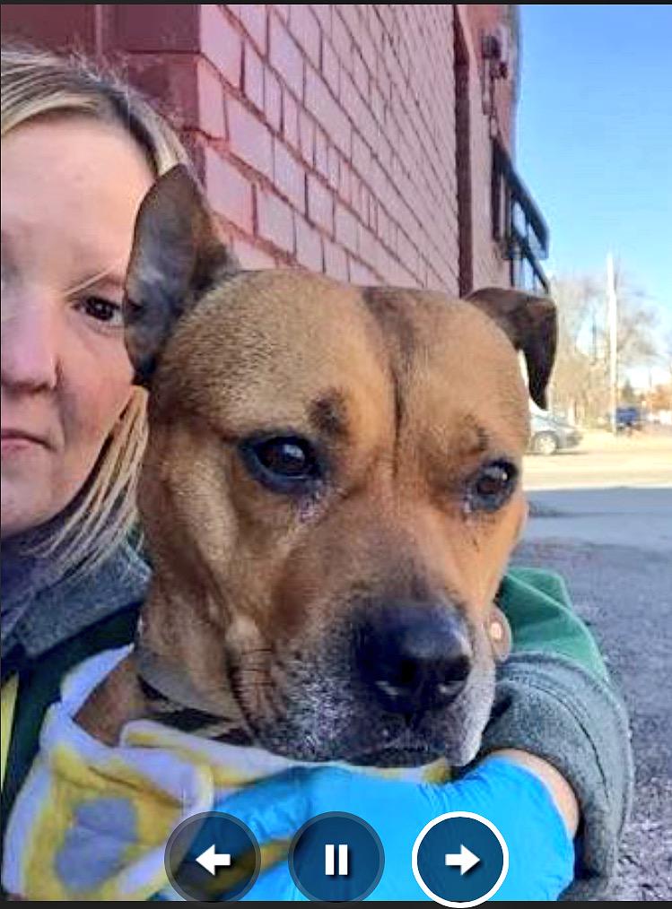 DogTreatNews's tweet photo. RT #WowThatstinks: http://t.co/CsbyrYP2xk RT ruthmen: PLS RT💔 to be killed 6/27😩pls HELP #ADOPT💥#PLEDGE💥#FOSTER💥… http://t.co/bynlkE1OqY