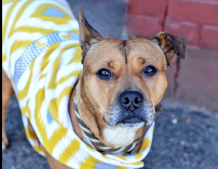 DogTreatNews's tweet photo. RT #WowThatstinks: http://t.co/CsbyrYP2xk RT ruthmen: PLS RT💔 to be killed 6/27😩pls HELP #ADOPT💥#PLEDGE💥#FOSTER💥… http://t.co/bynlkE1OqY
