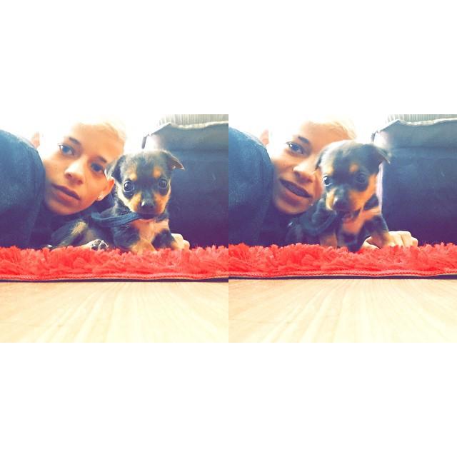 Pedrinhodomm's tweet photo. Bom noite seguem o insta da Maia @ofcdog_maia http://t.co/897ifBFuaV