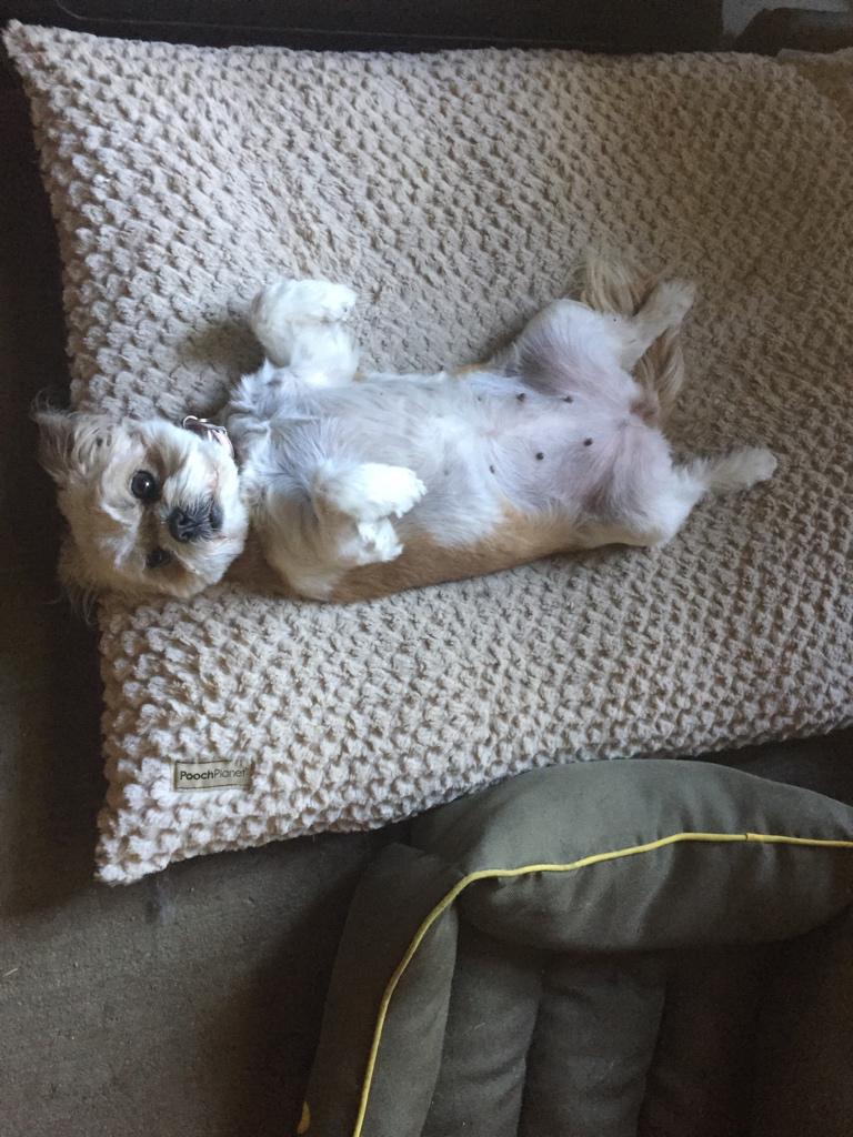 Smyth94ever's tweet photo. Coincidentally this is exactly how I sleep when it’s hot out. Although I have less nipples. 😜😂  #ShitzuLove #Beazly http://t.co/lGPzyxjFkg