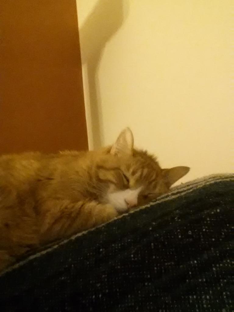 Scurtus's tweet image. Fat cat is sleepy.