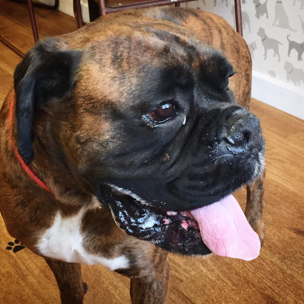 doggycaffe's tweet photo. ❤️😍dog of the day😍❤️ #chubbychops #dog #doglover #dogfriendly #brighton #hove #puppy http://t.co/C8REC9PubC