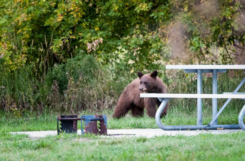 UtahDWR's tweet photo. Help keep #bears &amp; people safe — follow these safety tips while #hiking &amp; #camping. #Utah | http://t.co/6e638UNk4Y http://t.co/6R6D1JqWBx