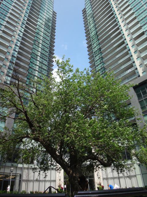 leaf's tweet photo. Fantastic #TorontoTreeHunt awards ceremony! http://t.co/inUGqHG7aA Thanks @TDFEF @opg @TOtrees for making it possible http://t.co/F8uu7AqzTc