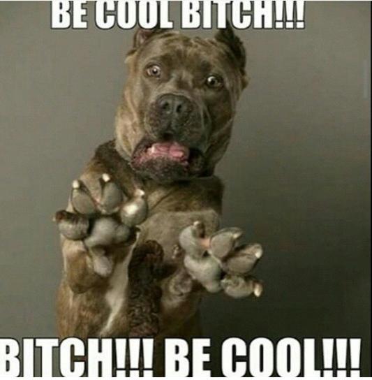 Majin_Vlad's tweet photo. I saw this meme the other day and lost my shit #becoolbitch lol http://t.co/jwtFgKGv5l
