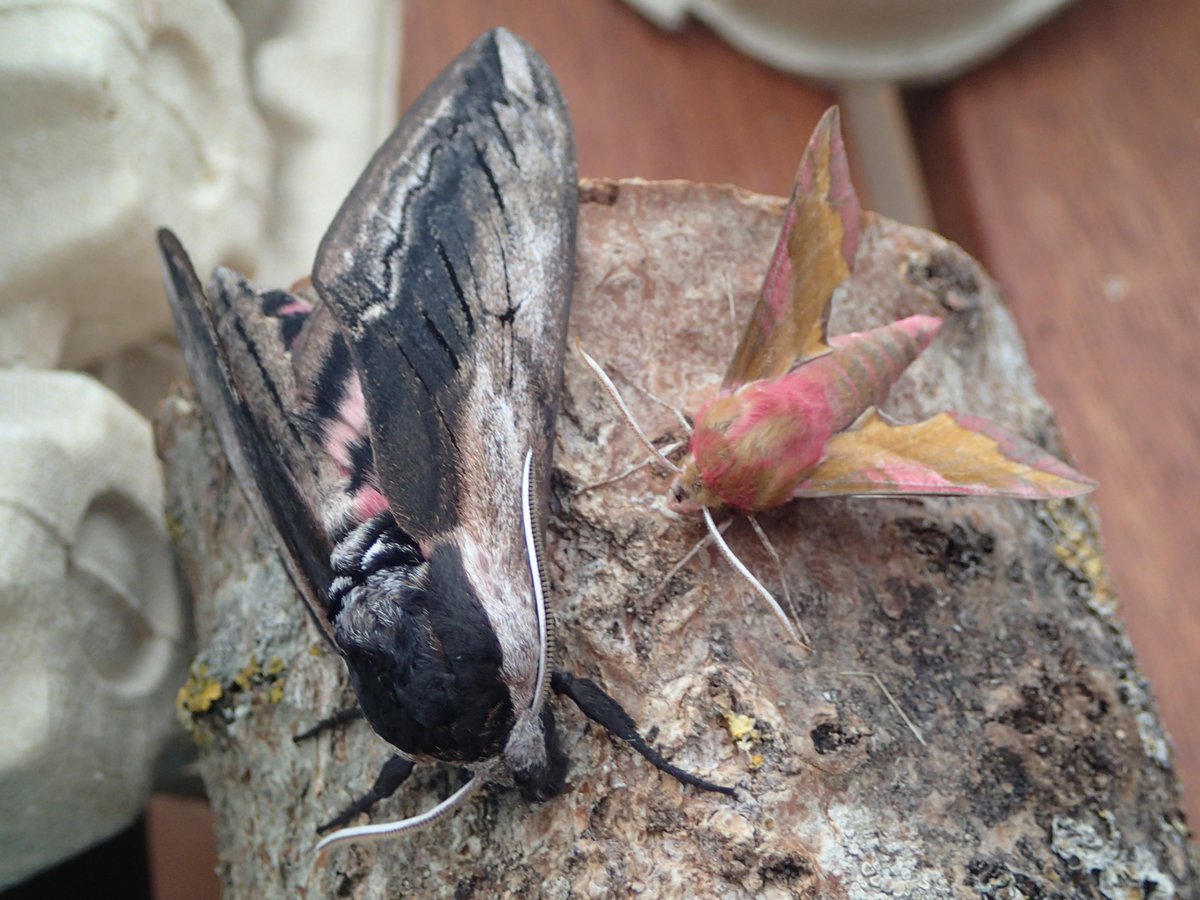 2000SailingSec's tweet photo. @RichardFoxBC @30DaysWild @savebutterflies See you Privet Hawk and raise you a Small Elephant Hawk Moth! http://t.co/ltFQ5MGmR7