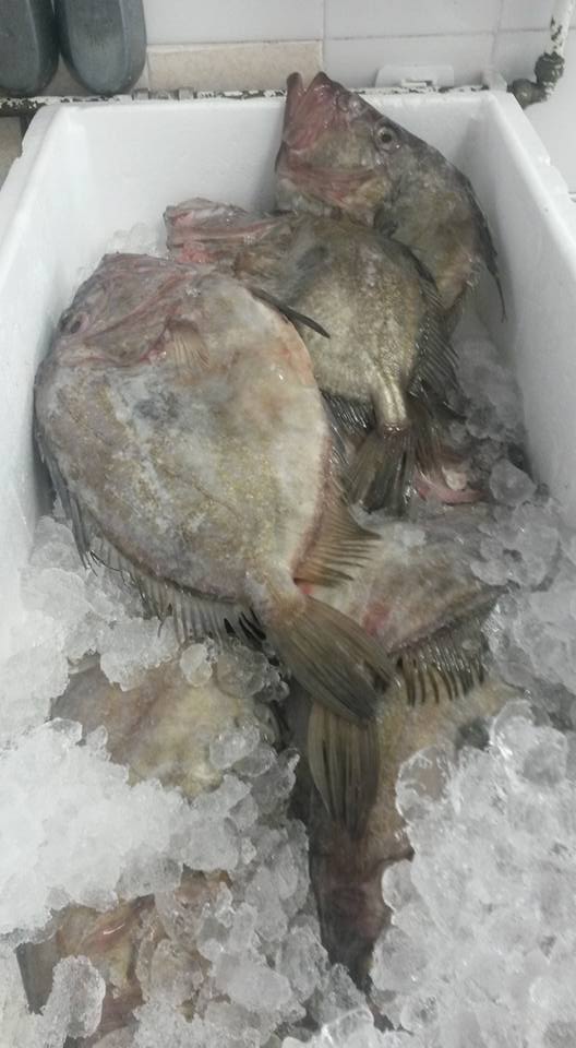 shrig48's tweet photo. some massive john dory in to day and tomorrow and boy did they taste good http://t.co/YyZEQOTpFR