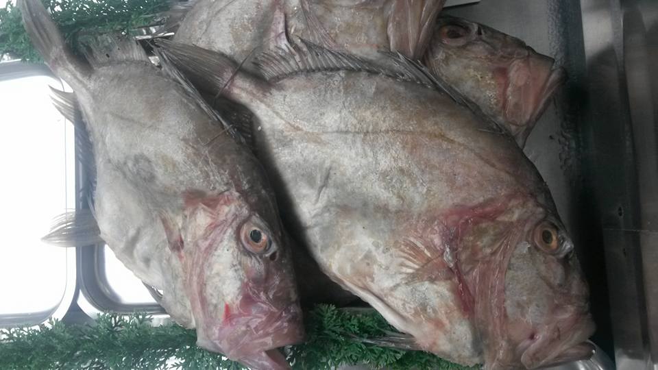 shrig48's tweet photo. some massive john dory in to day and tomorrow and boy did they taste good http://t.co/YyZEQOTpFR