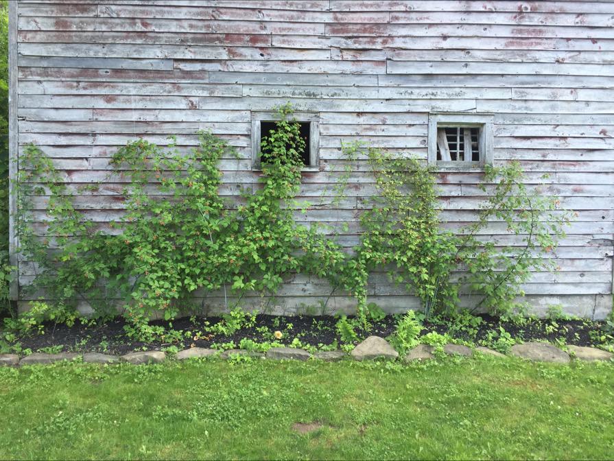 OReilly_IP's tweet image. My first tweet and my first crop of raspberries.