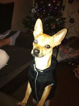 millypod1's tweet photo. #Lost Tan Chihuahua Male (One Blue Eye &amp; One Brown Eye)
#Bilborough #Nottingham #NG8 http://t.co/HXedOoRFfX http://t.co/oFZYKi8cMk