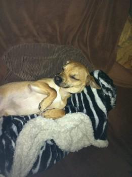 millypod1's tweet photo. #Lost Tan Chihuahua Male (One Blue Eye &amp; One Brown Eye)
#Bilborough #Nottingham #NG8 http://t.co/HXedOoRFfX http://t.co/oFZYKi8cMk