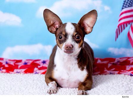 NVHumaneSociety's tweet photo. I'm Buster, ready for a 4ever home! Interested? I'm not at NHS so pls call 775-856-2000x314 or 329 to meet me! Woof! http://t.co/rEodG2I9GO