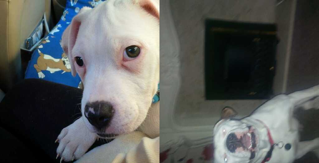 chanickyyy's tweet image. 12 weeks and 8 months! #kaisy