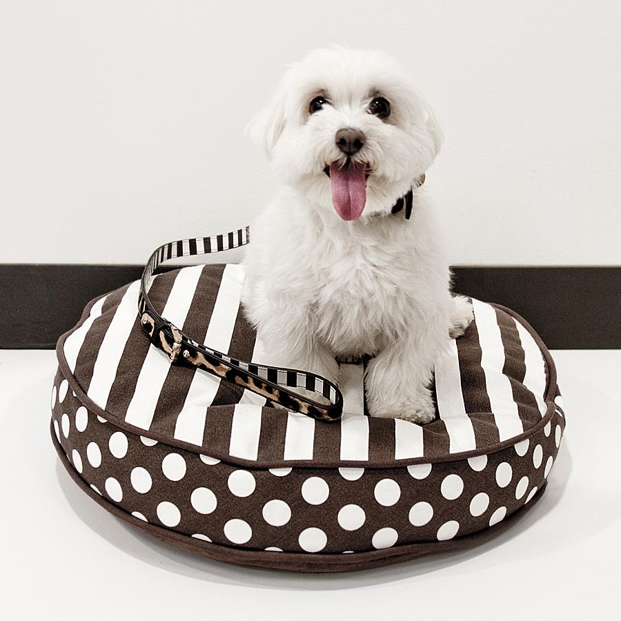 Happy Take Your Dog To Work Day! #TYDTWDay #hbpuppylove #seeingstripes