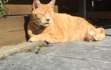 #flevoland #almere #HKRietbergstraat kat vermist, ROOD, #halsband bruin leer, amivedi.nl/detail/?meldin… @Firemanalmere