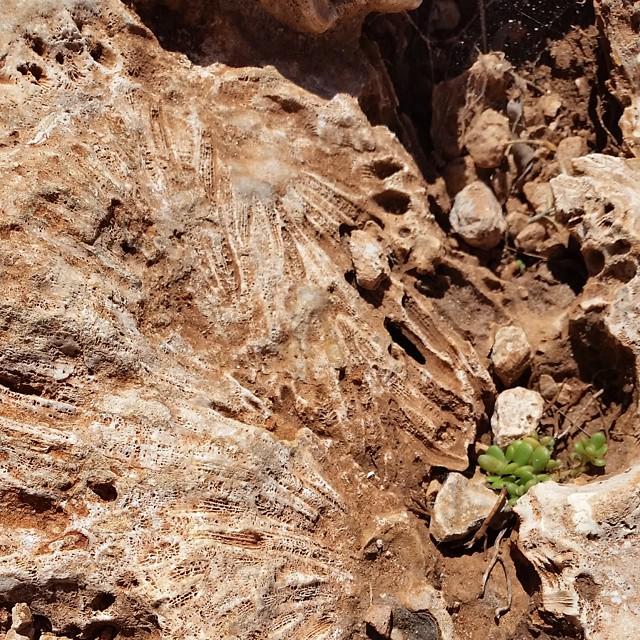 Kylie_Bertuch's tweet image. Fossilised coral at Yardie Creek. This is on the walking track. #capturedintime #nowthatso… ift.tt/1NkCch5