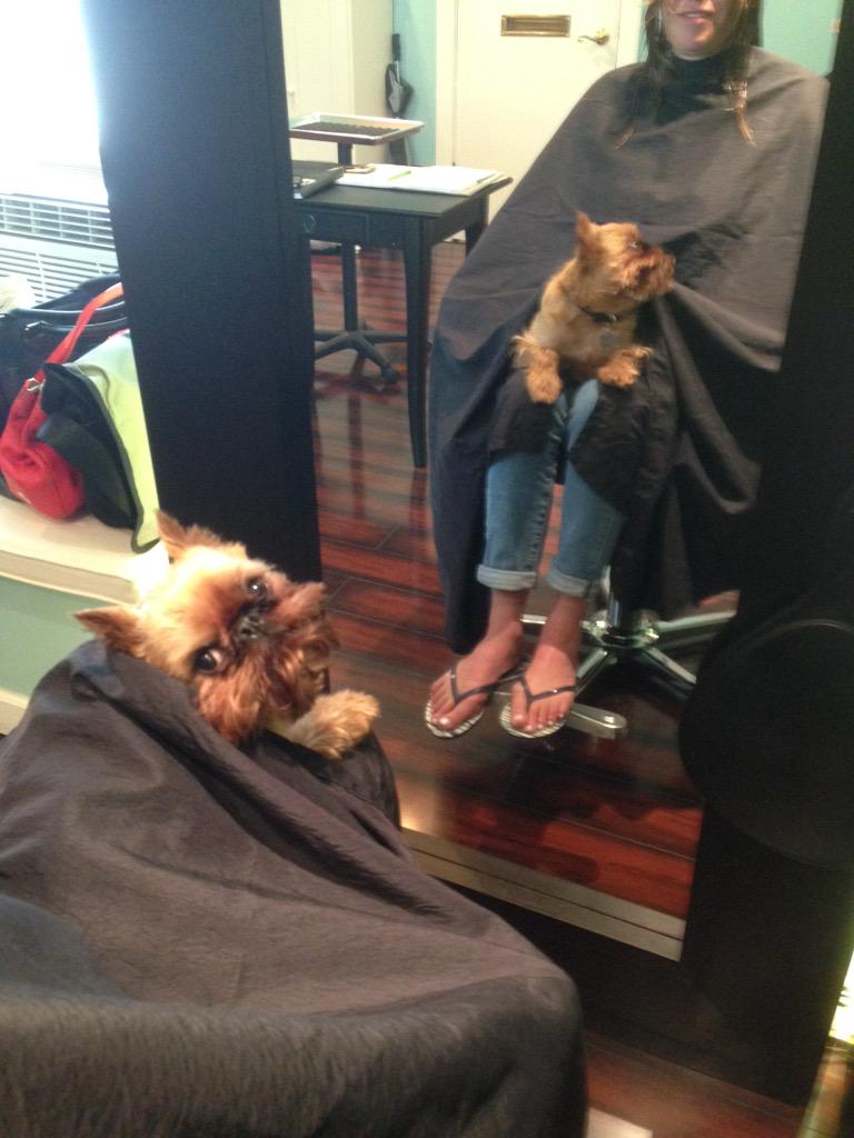 Salon mascot therapy dog